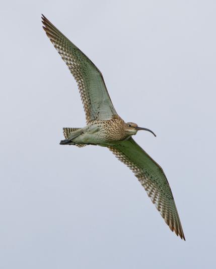 A curlew in flight
Wings outstretched, belly facing you