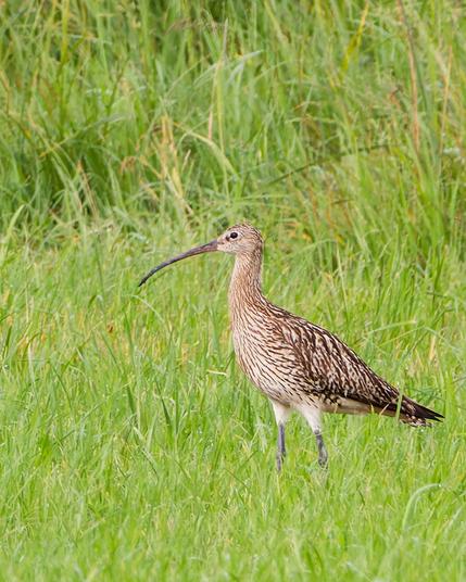 A curlew in the grass