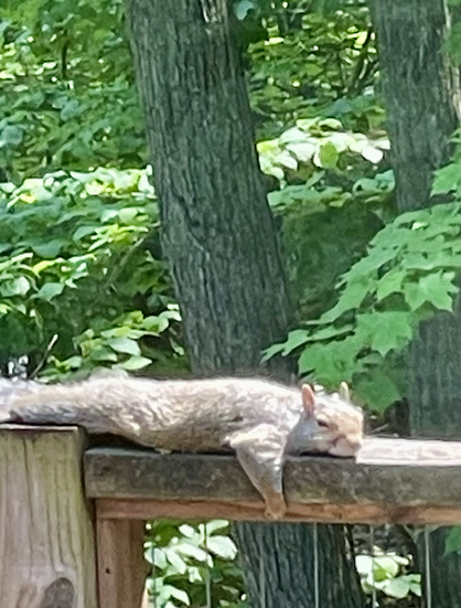 A squirrel sprawled on my deck rail.