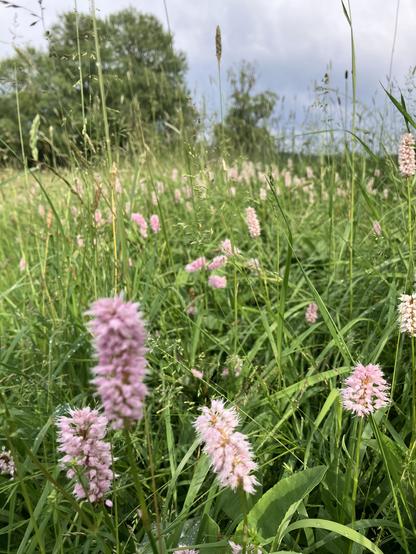Wiese mit hunderten von bürstenförmigen rosa Blumen in verschiedenen Abständen.