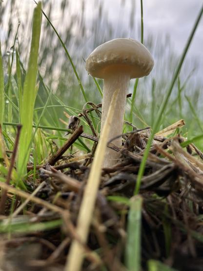 Kleiner Pilz mit weißem Stil und braunem Hut von unten fotografiert. Das Roggenfeld im Hintergrund sieht aus wie Wald.