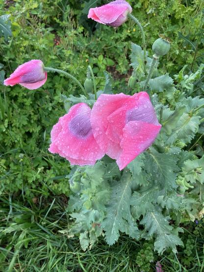 Mohn mit Knospen, rosa - lila Blüten, mit Wassertropfen und aneinanderklebenden Blütenblättern und Kapseln.