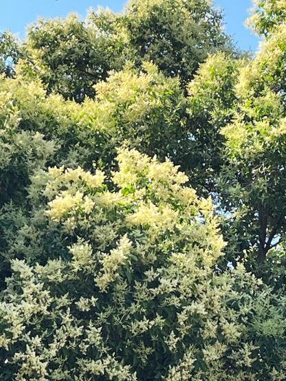 40 foot high Elderberry tree and you can hardly see it for the masses of tiny flowers.