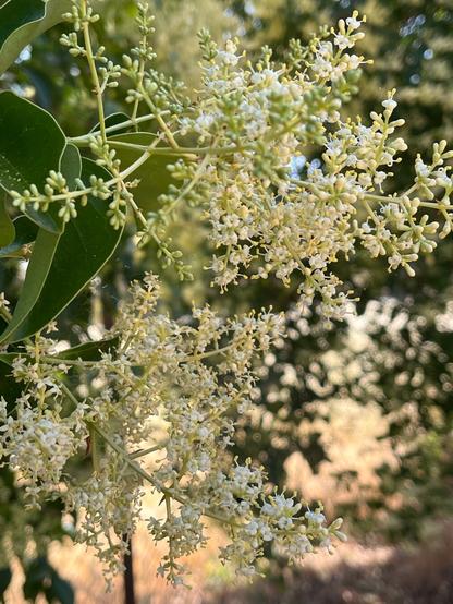 Close up of a spray of elderberry flowers. The spray is barely 8 inches across with hundreds of blooms opening.
