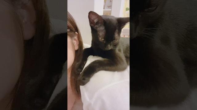 おんぶが大好きな子猫　#黒猫 #ボンベイ #cat #好きな子猫 #猫のいる暮らし #ねこ #bombay #猫