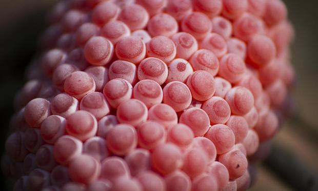 Imagen de archivo de dichos huevos rosas. (Getty Images/iStockphoto)