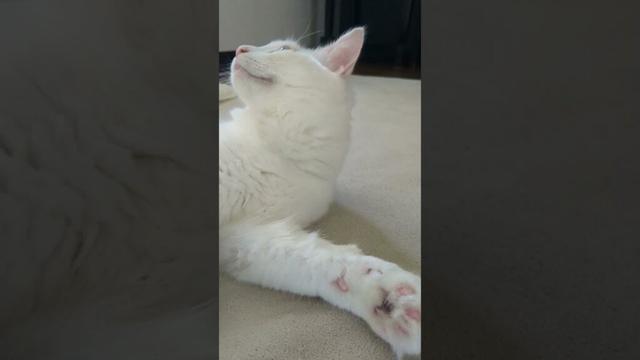 撮影拒否/No video recording.#保護猫 #ターキッシュバン #Turkish Van