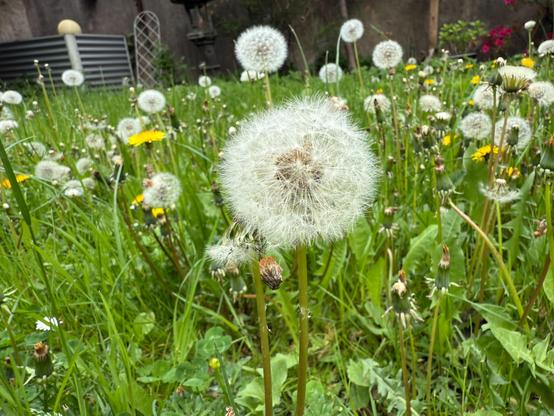 Pusteblume auf der Wiese