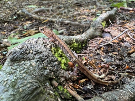 An Allegheny mountain dusky salamander crawling over a mossy tree root on the forest floor.