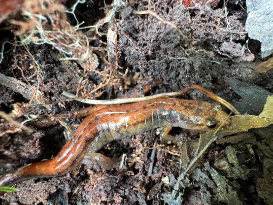 An Allegheny mountain dusky salamander crawling in dirt under a rotten log.