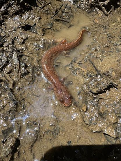 What I think is a spring salamander (Gyrinophilus porphyriticus) in a muddy puddle in the forest. It is the largest salamander I’ve seen in person, this one was around 6 or 7 inches long