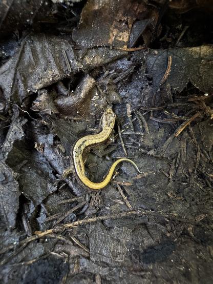 A very tiny northern two-lined salamander, with a yellowish back, sitting in some moist soil and leaf litter in the forest.