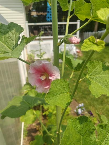A hollyhock flower, pale pink edge, gradually deepening towards the center, surrounded by stalks and leaves