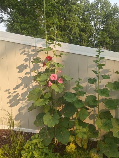 The early morning sun is shining on several hollyhock plants with red and pink flowers