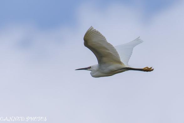 A Little Egret soaring through the sky with its wings fully extended.