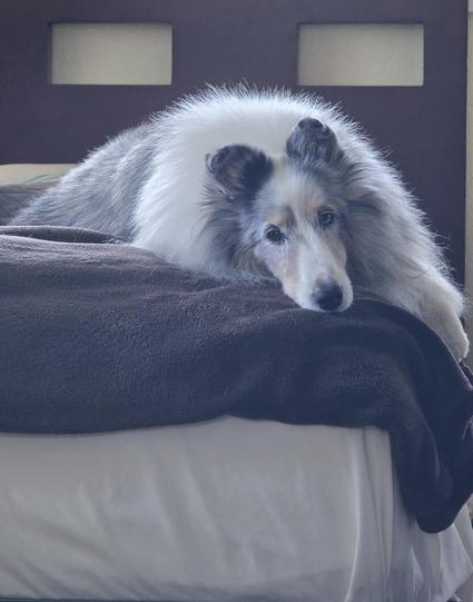A dog lays near the edge of the bed.