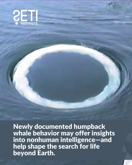 Newly documented humpback whale behavior may offer insights into nonhuman intelligence-and help shape the search for life beyond Earth.🖖