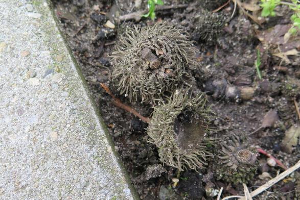 Photo of treespecies Quercus cerris : Category is kenmerk