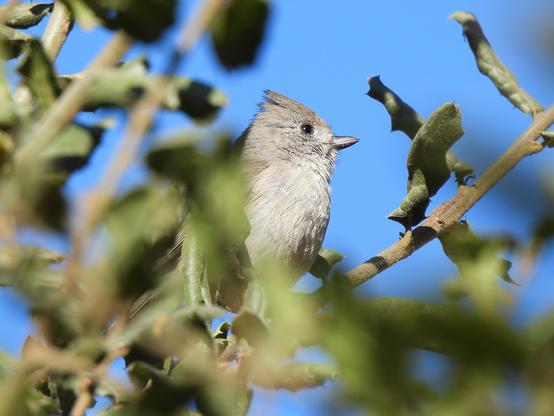 A small bird perches on a branch in a tranquil woodland setting, blending harmoniously with the natural surroundings.