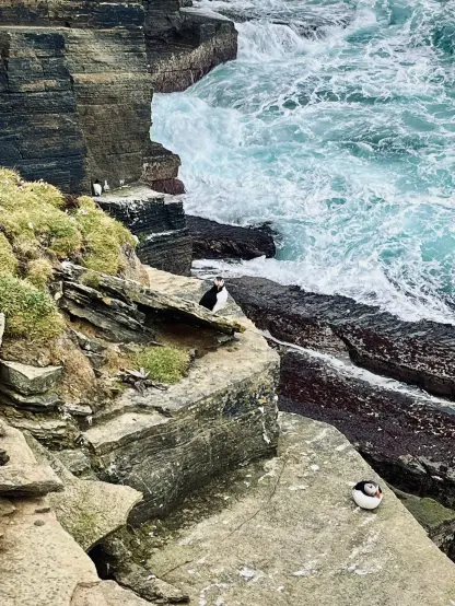 Un littoral accidenté avec des falaises rocheuses et deux macareux perchés près du bord. Les vagues de l'océan s'écrasent contre les rochers ci-dessous, avec de la verdure et des fleurs visibles sur la falaise. Nord-ouest des Orcades