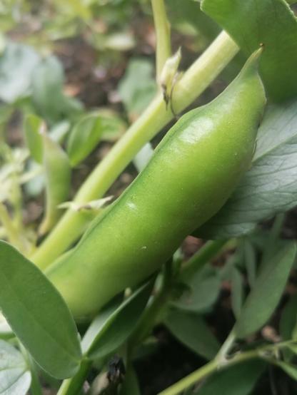 A broad bean pod.