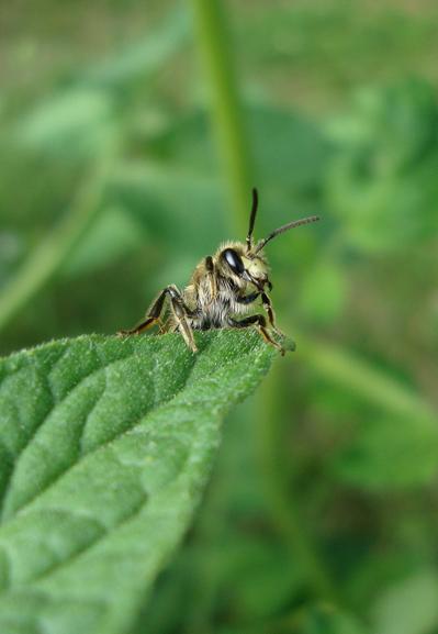 Abeille, photo de Cathy Garcia Canalès