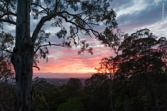 A bright pink sunrise suffuses the clouds near the horizon, while closer and overhead they're grey, just gently touched by pink. In the foreground in silhouette is a eucalypt, *this time* with a kookaburra perched on a low branch, ready to hunt breakfast.