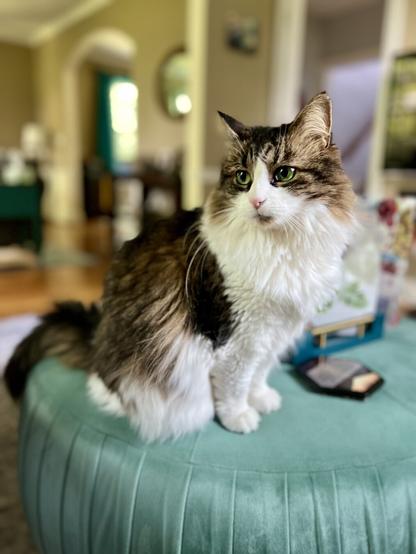 A fluffy, long-haired cat with striking green eyes sits on a teal ottoman. The background features a softly blurred living area with warm colors and furniture.