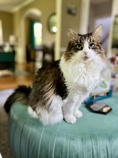 A fluffy cat with green eyes sits on a teal ottoman in a cozy living room setting. The background features blurred furniture and decor, creating a warm atmosphere.