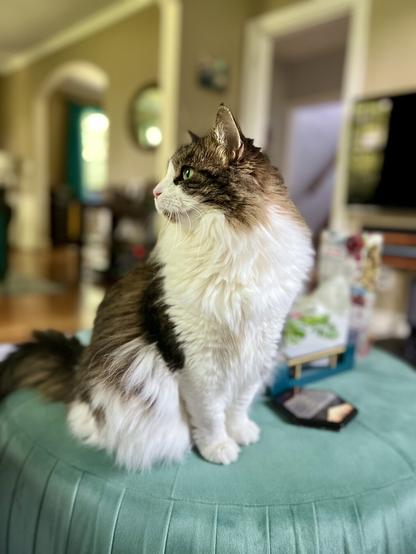 A fluffy cat is sitting on a teal ottoman, looking to the side. The background features a softly blurred living room with light-colored walls and furniture.