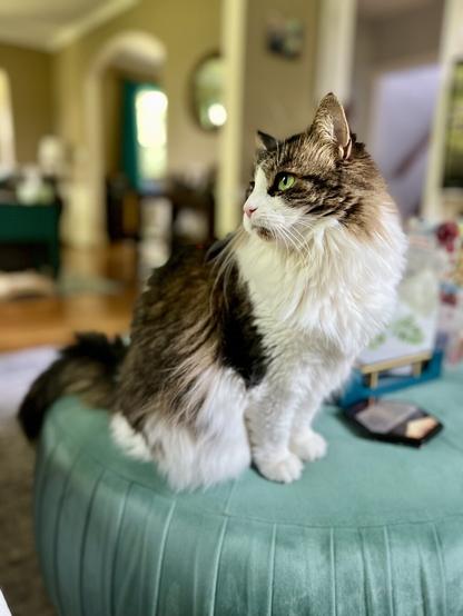 A fluffy cat with green eyes is sitting on a teal ottoman, looking to the side. The background features a well-lit room with a blurred view of furniture and décor.
