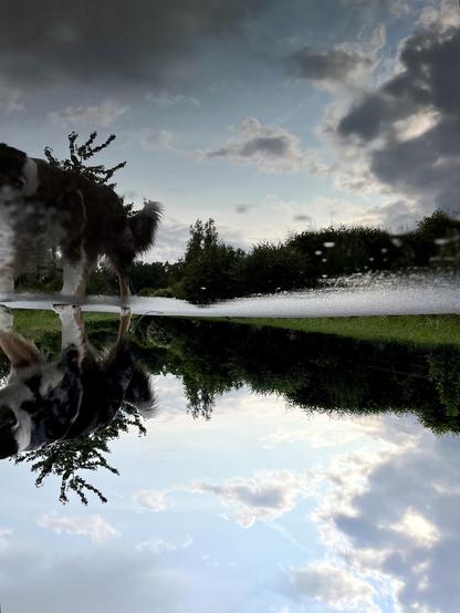Some trees and dark clouds reflected in a puddle on a concrete path. On the left side there is a dog bowing its Head to the puddle, also reflected. The picture is turned upside down.