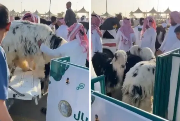 لأول مرة طريقة وزن الخروف في مدينة الأنعام ببريدة . صحيفة المرصد