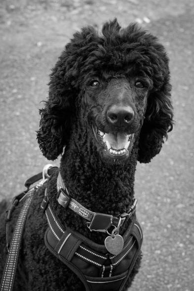 A black-and-white head-and-shoulders snapshot of a black standard poodle.  She has her mouth open slightly, in what humans would interpret as a goofy grin.  We can see that she wears a harness, a leash, and a WFMU "Woof Mew" collar.