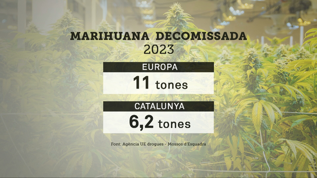 El 2023 es van confiscar 6,2 tones de marihuana a Catalunya (3Cat)