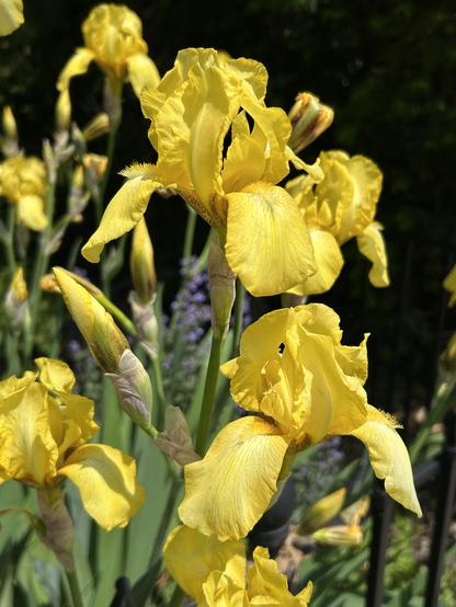 An abundance of big yellow irises in full bloom, ruffled yellow flower petals bold against a dark background. There are also some unopened buds on the many stems.