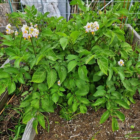 Potato plants are blooming with white flowers. The petals are curved back and the anthers are fused into a golden tube, with the pistil barely showing. The leaves are compound, green, and abundant. When the blooms fade, the lucky gardener will be able to enjoy baby potatoes!