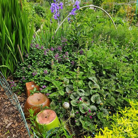 A gardener turned a corner of their patch into a pretty little flower bed. At the back tall lilac iris tower over the  mix of brunnera and dead nettle, with a border of ferns. Scattered throughout there are pansies, johnny-jump-ups and forget-me-nots. The border is contained by a wall of upside-down terracotta pots.