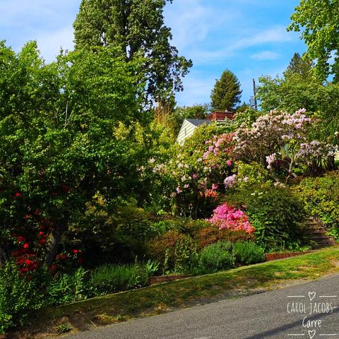 A house across the street from the community garden entrance is hedged by rhododendron bushes full of pale to dark pink flowers.The left and right sides are framed by large, green, straight-trunked tulips trees. The house itself is barely visible as a gray roof and a bit of sage green siding. The sidewalk below the hedging is slanted uphill to the right.