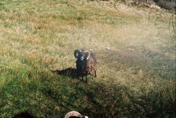 A brown ram with large curled horns is standing on green grass. The background features a blurred landscape with more grass and some shadows.