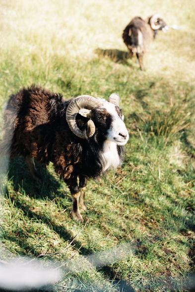 A close-up of a black and white sheep with prominent curled horns, standing on green grass. Another sheep is visible in the background.
