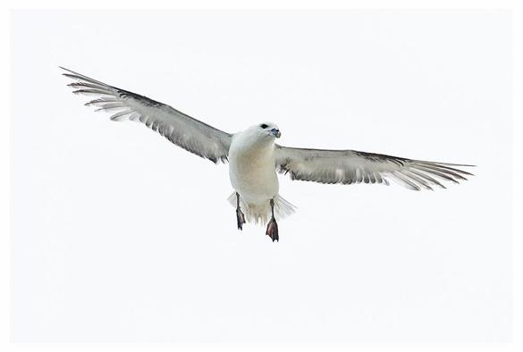 White sea bird with fringed outstretched wings against a white sky. It has pink webbed feet hanging down and a tube nose.