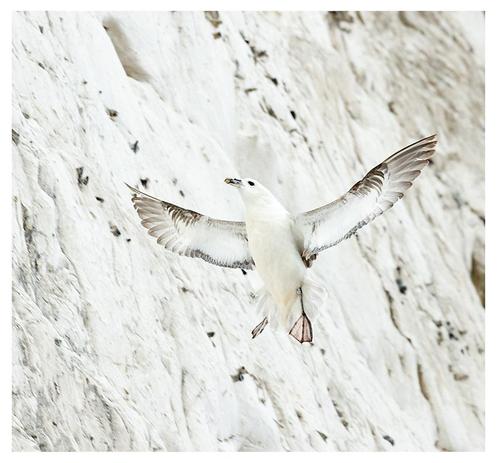 A white sea bird with wings outstretched as it flies vertically up a chalk cliff face with its feet hanging directly below