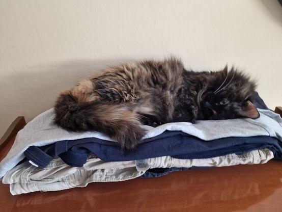 Mi gata Gala de pelo largo, oscuro con toques marrones y negros, duerme plácidamente sobre una pila de ropa doblada. La ropa consiste en varias prendas de colores neutros, principalmente grises y azules oscuros, apiladas unas sobre otras en una superficie de madera oscura. El gato está recostado de lado, con su cuerpo curvado y su cabeza apoyada sobre la ropa.
