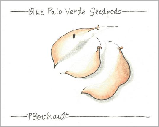 My watercolor and pen art of Blue Palo Verde Seedpods from my yard, Tucson, AZ.