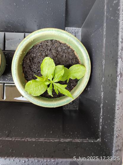 Inside a dark grey trough sits a round pale green ceramic pot containing dark brown peat-free compost and two vigorous seedlings. The left is larger and has its first true long-fingered leaf pointing to 5 o'clock.