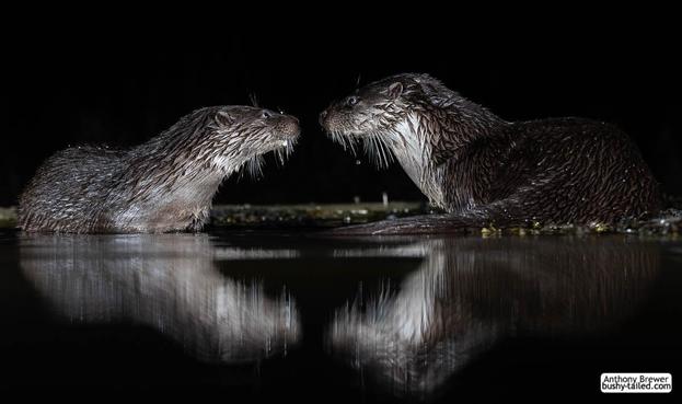 European river otters