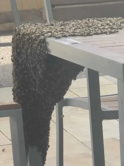 A swarm of bees set up shop on the corner of a patio table. They cover an entire corner, and down the leg.