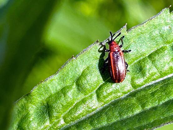 A little red and black beetle looking over the edge of a green leaf with serrated edges.