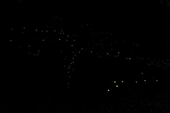 A shot of dozens little fireflies lights flying around on a dark environment